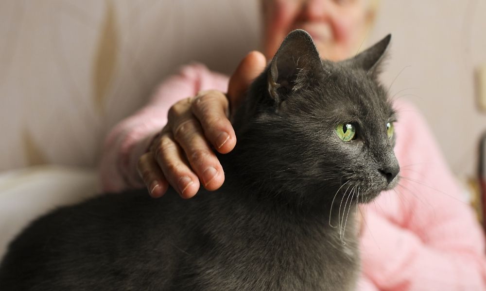 4 Key Benefits of Companion Pets for Aging Adults
